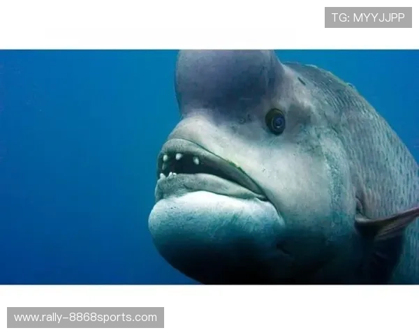 足球星球奇观探秘：探索梦幻世界中的足球星球图片大全